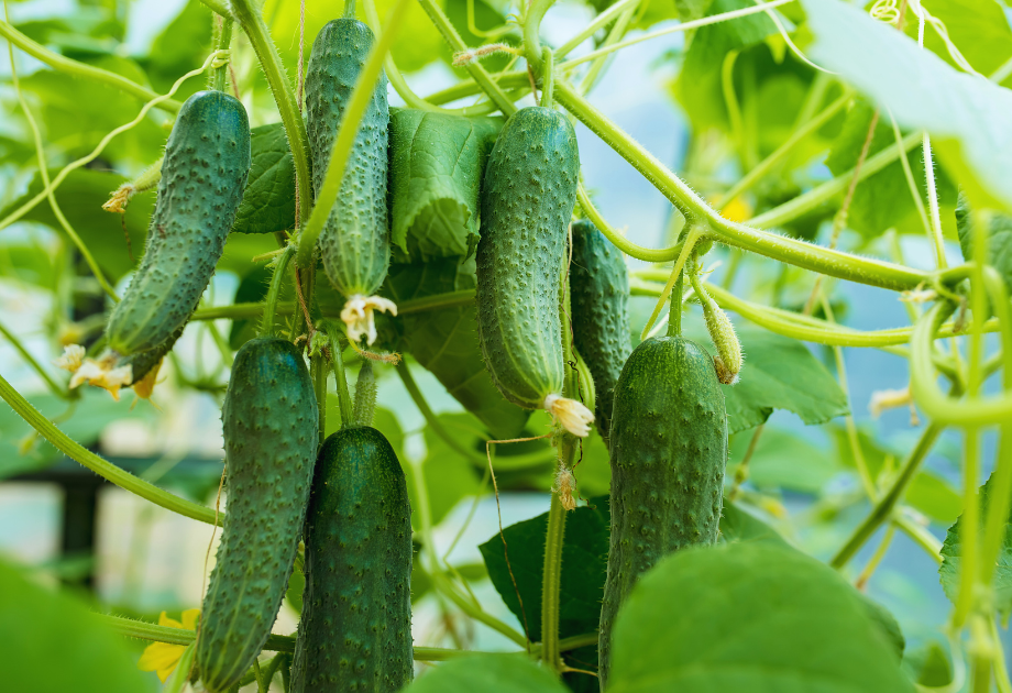 Cucumber garden